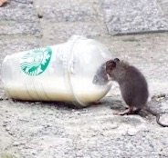 Pest Control