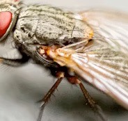Fly Swatters