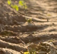 Sands & Soils