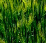 Fertilisers