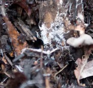 Composting