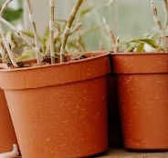 Pots & Planters