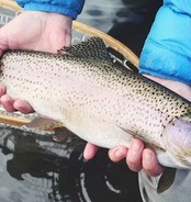 Fishing Baits & Lures