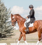 Equestrian