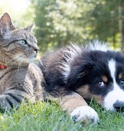 Pet Supplies
