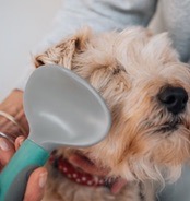 Pet Grooming Supplies