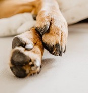 Pet Nail Tools