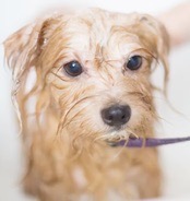 Pet Shampoo & Conditioner