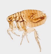 Pet Flea & Tick Control