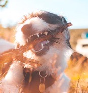 Pet Oral Care Supplies