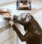 Dog Supplies