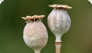 Plants & Seeds